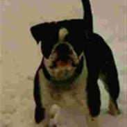 Olde english bulldogge Victor