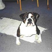 Olde english bulldogge Victor