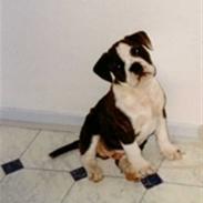 Olde english bulldogge Victor