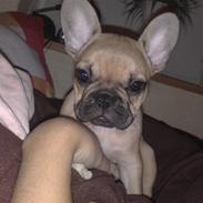 Fransk bulldog Lulu