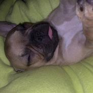 Fransk bulldog Lulu