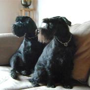 Mellemschnauzer mohner`s yari