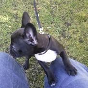Fransk bulldog Alma
