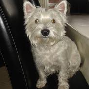 West highland white terrier Daisy