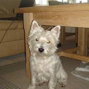West highland white terrier Daisy