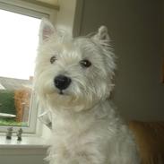 West highland white terrier Daisy