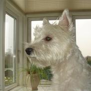 West highland white terrier Daisy