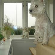 West highland white terrier Daisy