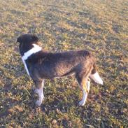 Blanding af racer Stoffer