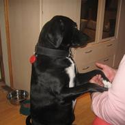 Labrador retriever chang