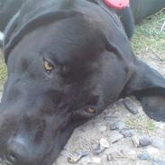 Labrador retriever chang