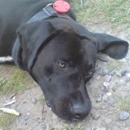 Labrador retriever chang