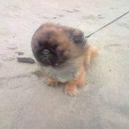 Pekingeser Basse (Houstoers Hsiung)