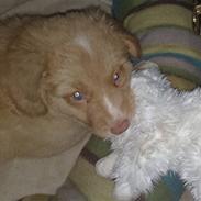 Nova scotia duck tolling retriever Beautyfull Mischa