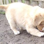 Nova scotia duck tolling retriever  Beautyfull Mischa