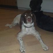 Engelsk springer spaniel Sølund Bounty