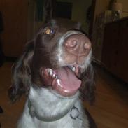 Engelsk springer spaniel Sølund Bounty