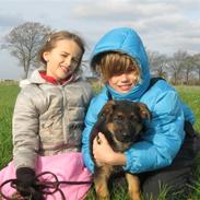 Schæferhund Alderslyst Cello (Cody)