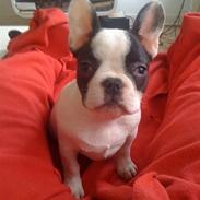 Fransk bulldog Møffe