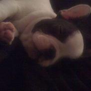 Fransk bulldog Møffe