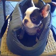 Fransk bulldog Møffe