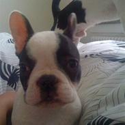 Fransk bulldog Møffe