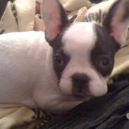 Fransk bulldog Møffe