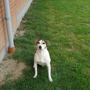 Glathåret foxterrier Foxi