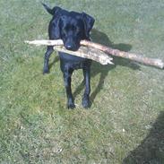 Blanding af racer Jensen/Blakie