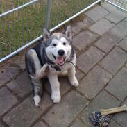 Alaskan malamute Cisco (R.I.P.)