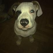 Amerikansk bulldog Diesel