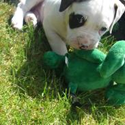 Amerikansk bulldog Diesel