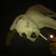 Amerikansk bulldog Diesel