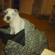 Amerikansk bulldog Diesel