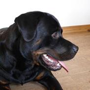 Rottweiler Ernst