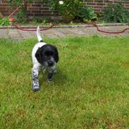 Cocker spaniel Bertil