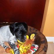 Cocker spaniel Bertil