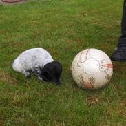 Cocker spaniel Bertil