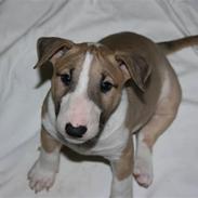 Bullterrier miniature Grace Vom-Emkental 