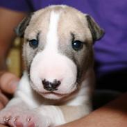 Bullterrier miniature Grace Vom-Emkental 