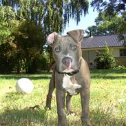 Amerikansk staffordshire terrier Kenzo