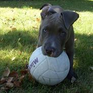 Amerikansk staffordshire terrier Kenzo