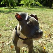 Amerikansk staffordshire terrier Kenzo