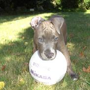 Amerikansk staffordshire terrier Kenzo