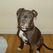 Amerikansk staffordshire terrier Kenzo
