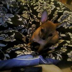 Chihuahua Emma