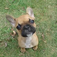 Fransk bulldog Malou