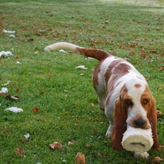 Basset hound Bobass Nuka