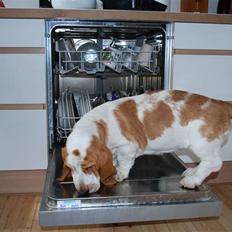 Basset hound Bobass Nuka