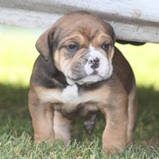Olde english bulldogge Milo